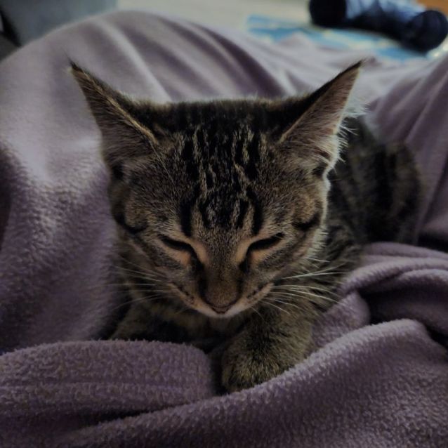 Photo of Lilibet ^^Dandy Cat Rescue^^