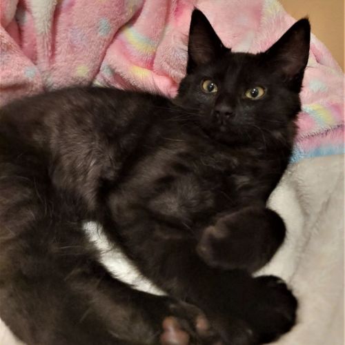 Sadie ^^Dandy Cat Rescue^^