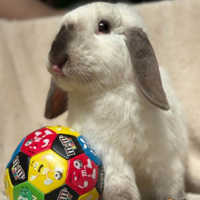 Photo of Stefan (Located In Moonee Ponds)