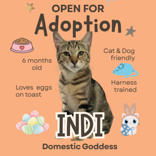 No photo for Indi