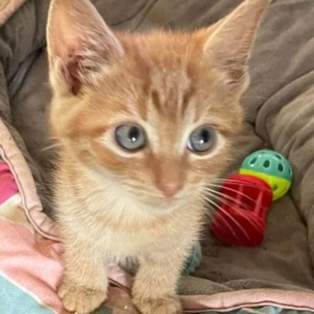 Photo of Ronald