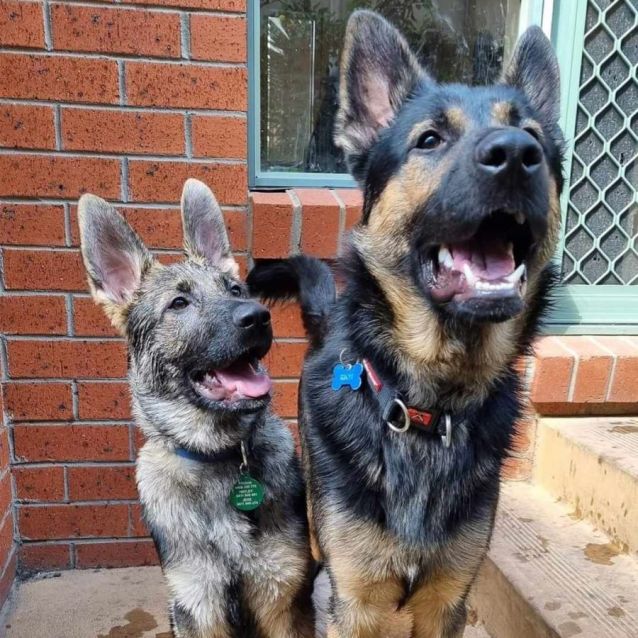 Photo of Baby Bowser