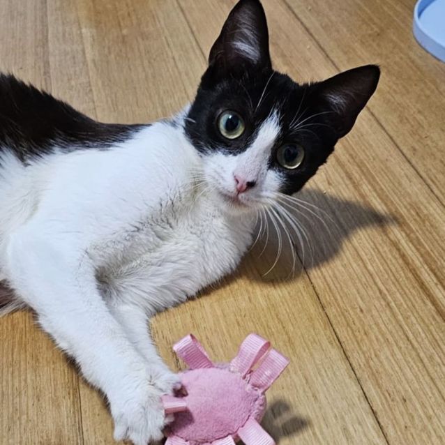 Photo of Tiandra ^^Dandy Cat Rescue^^