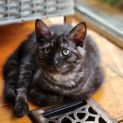 Photo of Vesper ^Dandy Cat Rescue^