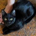 Photo of Sooty