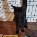 Photo of Salem ** 2nd Chance Cat Rescue**