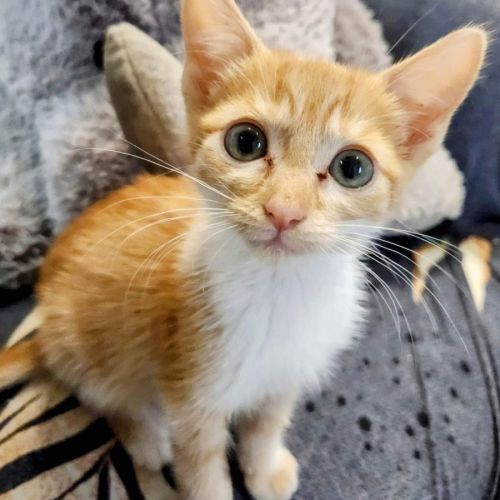 Paprika 