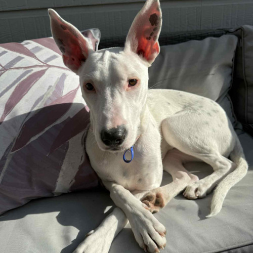 Dolly🌺8 month, cattle dog x (On Trial 4/11/25)