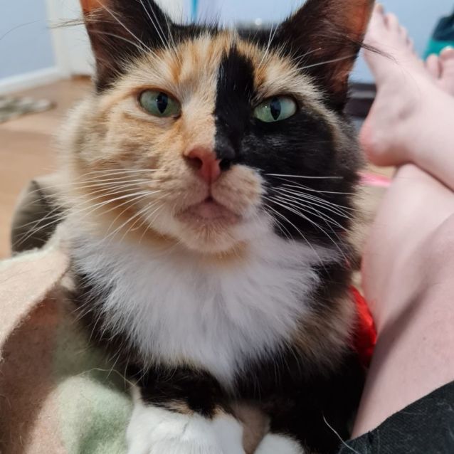 Photo of Jazz ^^Dandy Cat Rescue^^