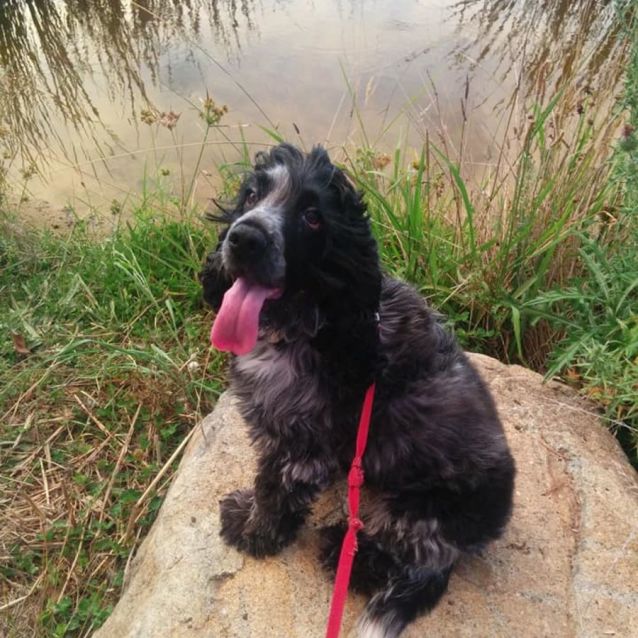 Photo of Oakey