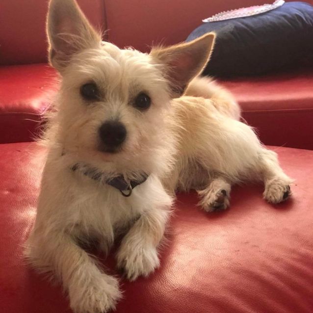 Max Small Male Shih Tzu x Chihuahua Mix Dog in QLD PetRescue