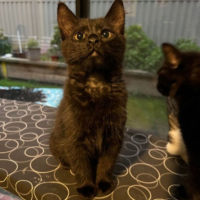 Photo of Chess (Located In Cranbourne)