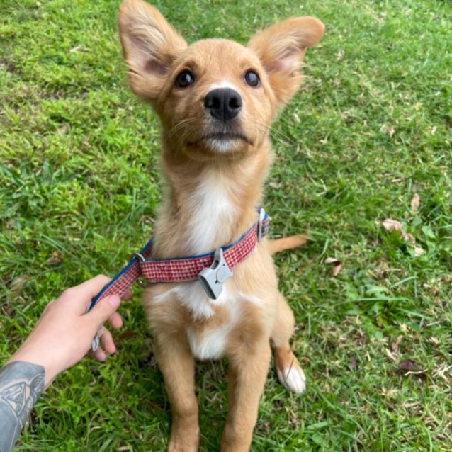Dingo Medium Male Kelpie Mix Dog in VIC PetRescue