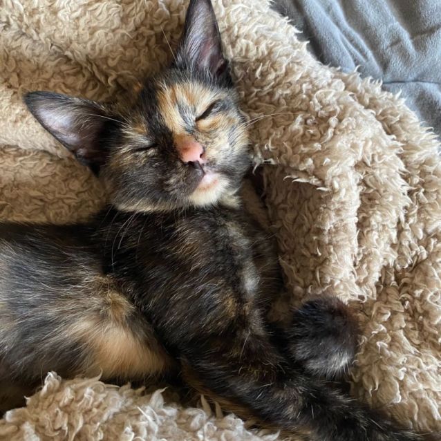Photo of Harley