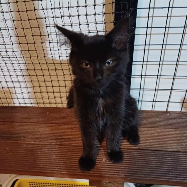 Photo of Salem ** 2nd Chance Cat Rescue**