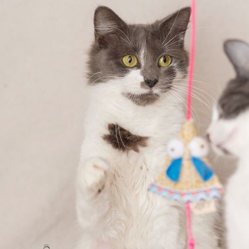 Jennipur **2nd Chance Cat Rescue**