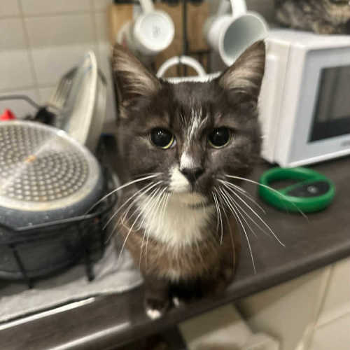 Mark* 9 Lives Project Rescue*