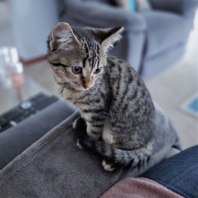 Photo of Lilibet ^^Dandy Cat Rescue^^