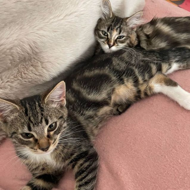 Photo of Storm & Rocky (Located In South Morang)