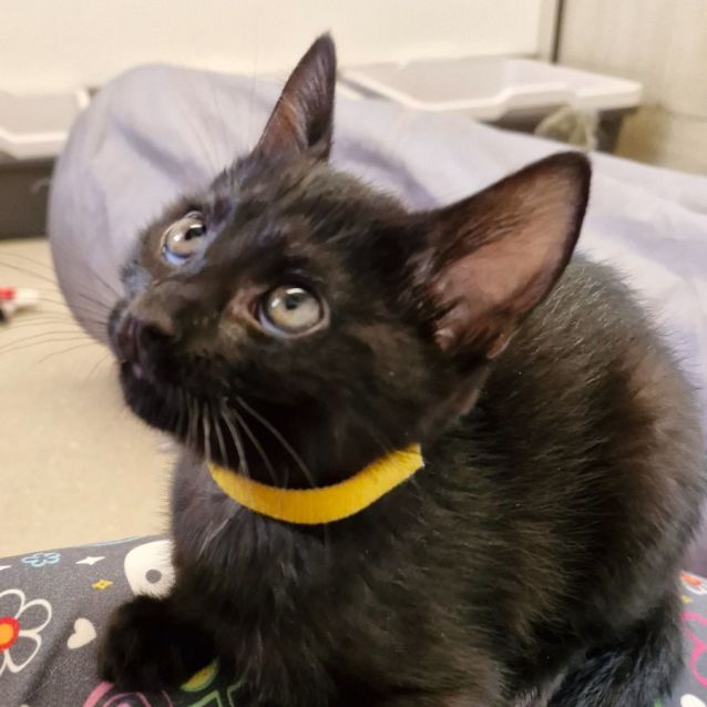 Photo of C1301 Nutmeg