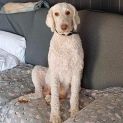Photo of Sadie