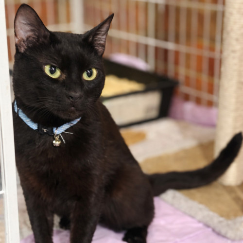 Chat Noir *9 Lives Project Rescue*