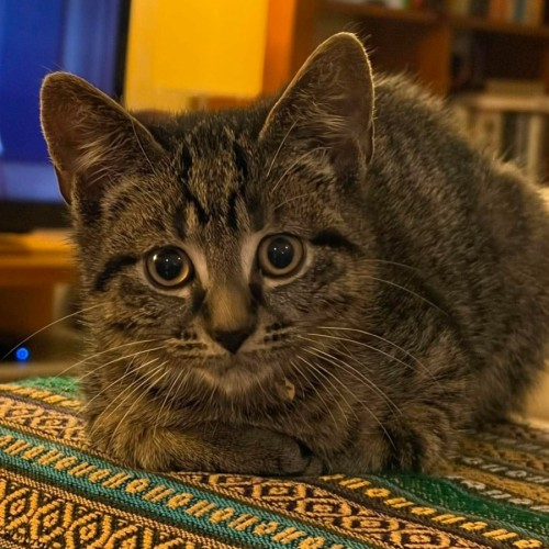 Pesto