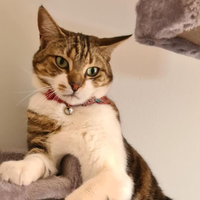 Photo of Mitza **2nd Chance Cat Rescue**