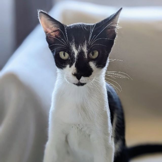 Photo of Monsieur Hector And Senor Hugo