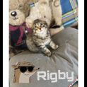 Photo of Rigby