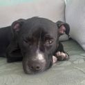Photo of Max