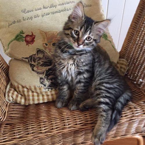 Horace ^^Dandy Cat Rescue^^