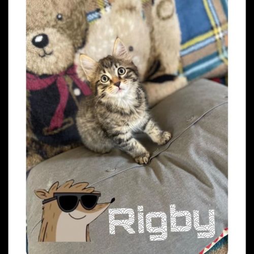 Rigby