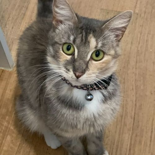 Loralie & Blossom 🌸🌼