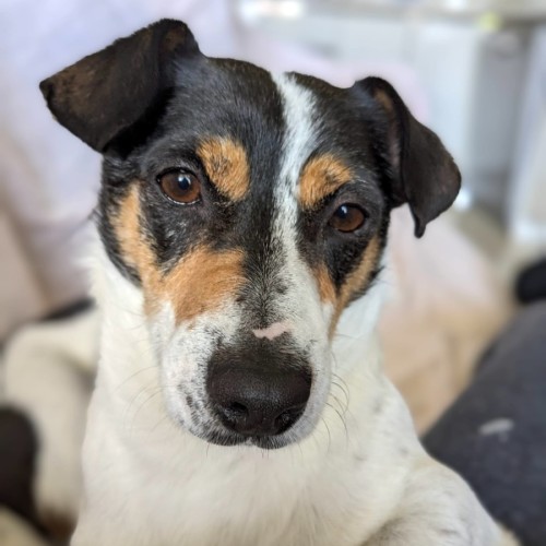 Giuseppe (Pep/Pepino/Pepe)