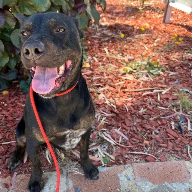 Photo of Hendrix Dl2870