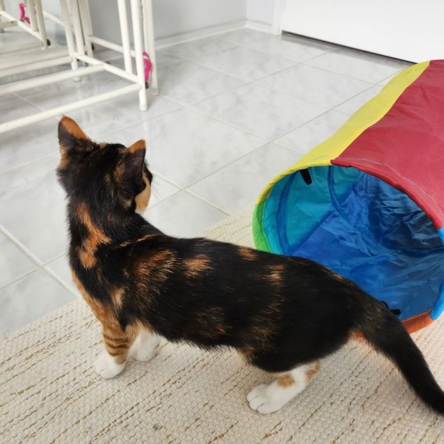 Photo of Bandit ^^Dandy Cat Rescue^^