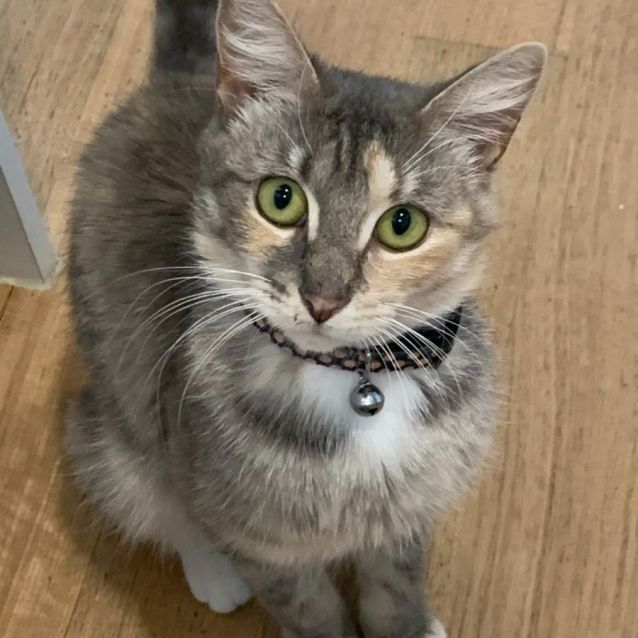 Photo of Loralie & Blossom 🌸🌼