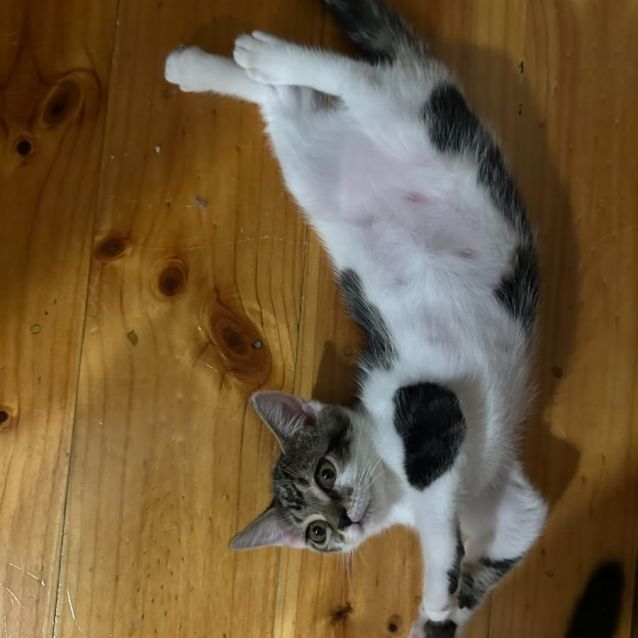 Photo of Freddie