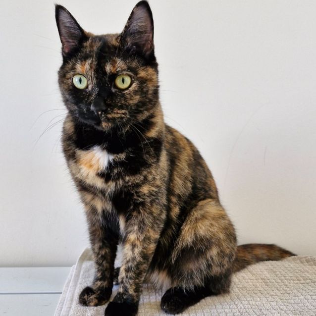 Photo of C1300 Gypsy