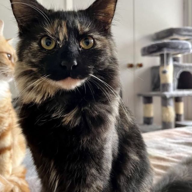 Photo of Charmander & Eevee (Located In Croydon)