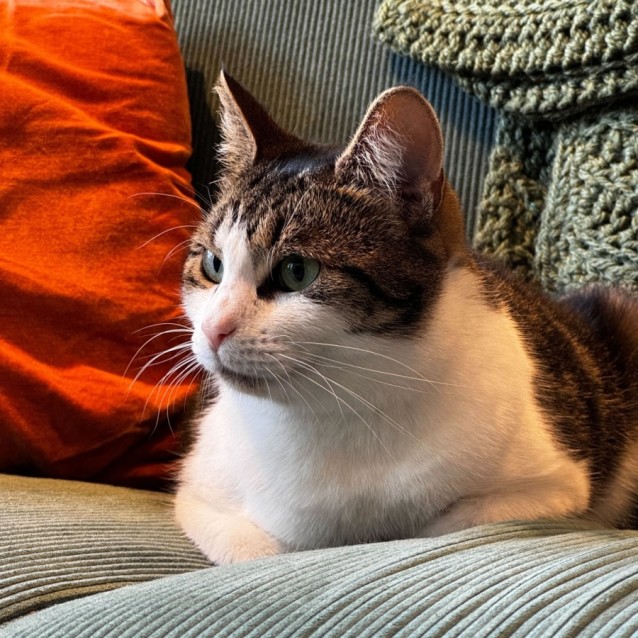 Photo of Violet