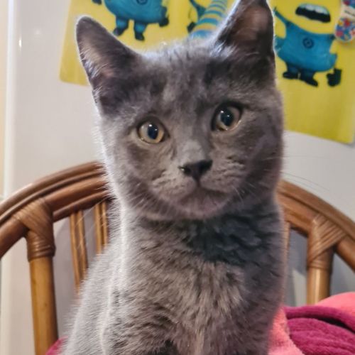 Small Paws Animal Rescue QLD PetRescue