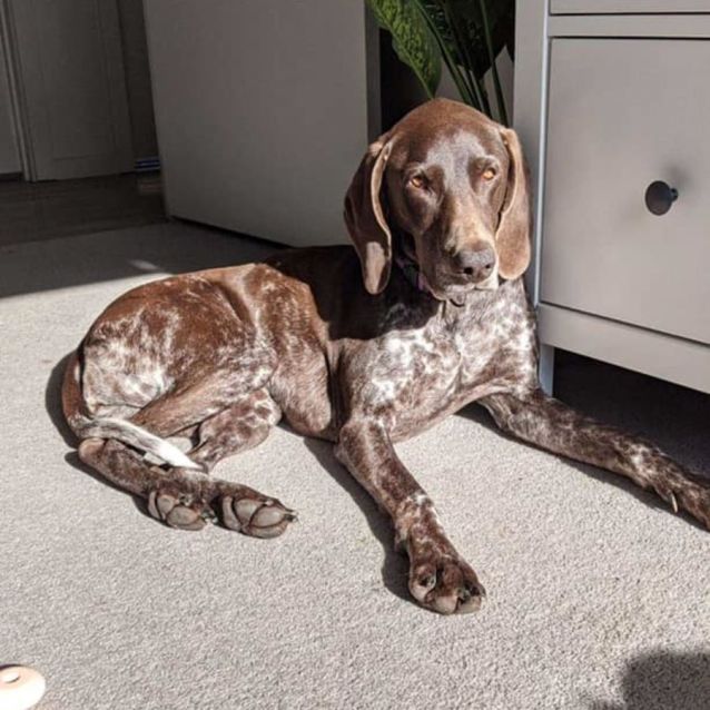 German shorthaired pointer for adoption clearance