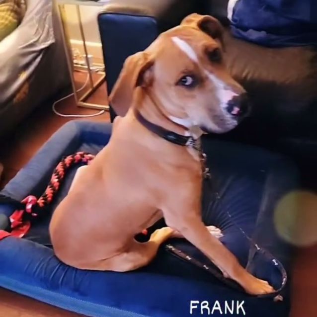 Photo of Frank