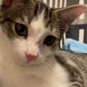 Photo of Louie