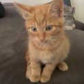 Photo of Ronald