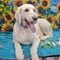 Photo of Sadie