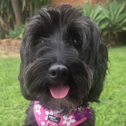 Beau