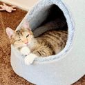 Photo of Mouse 